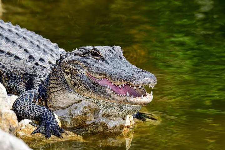 Selous Game Reserve Safari from Zanzibar — 4-Day Full-Board Safari on the Rufiji photo 5