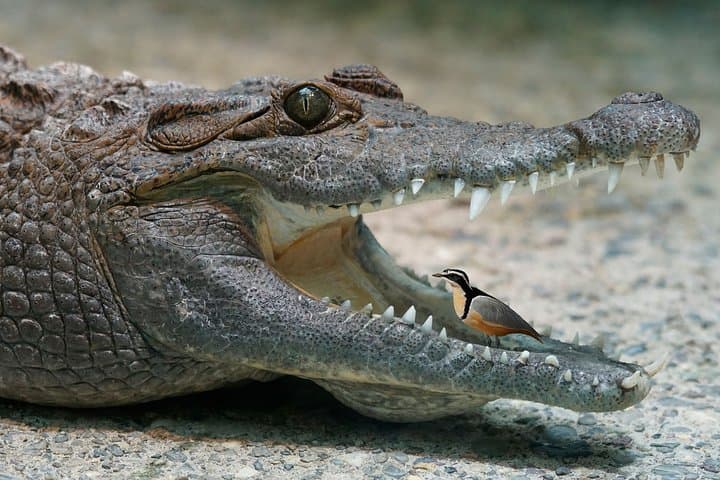 Selous Game Reserve Safari from Zanzibar — 4-Day Full-Board Safari on the Rufiji photo 6