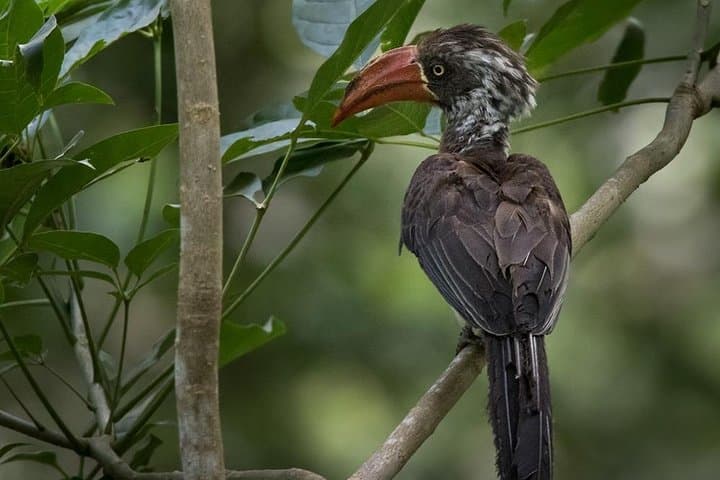 Jozani Forest Reserve: Half-Day Guided Walk to See Zanzibar’s Red Colobus photo 6