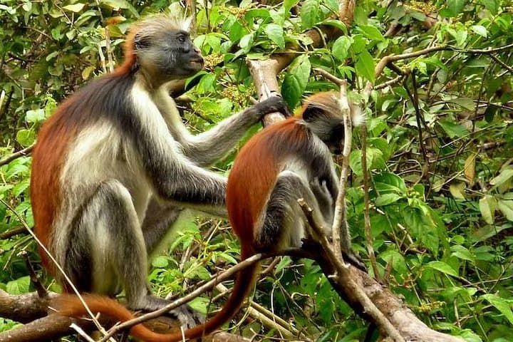 Jozani Forest Reserve: Half-Day Guided Walk to See Zanzibar’s Red Colobus photo 2