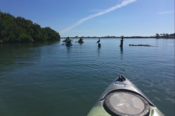 Kayak the Mangrove Tunnels of Sarasota: Guided Lido Key Wildlife Tour photo 4