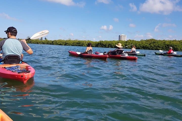 Kayak the Mangrove Tunnels of Sarasota: Guided Lido Key Wildlife Tour photo 5