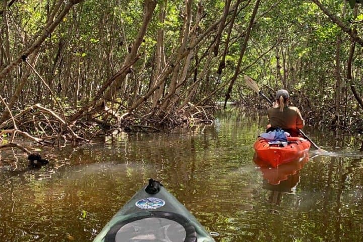 Kayak the Mangrove Tunnels of Sarasota: Guided Lido Key Wildlife Tour photo 6