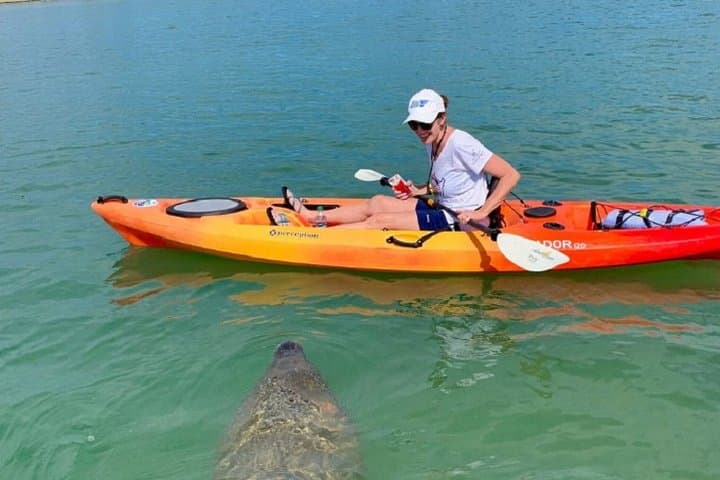 Kayak the Mangrove Tunnels of Sarasota: Guided Lido Key Wildlife Tour