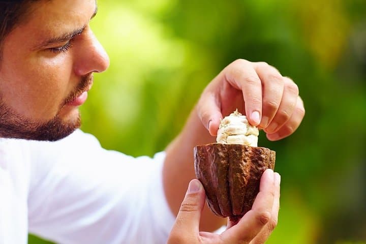 Exploring Tirimbina Reserve: A Private Chocolate Adventure from San Jose