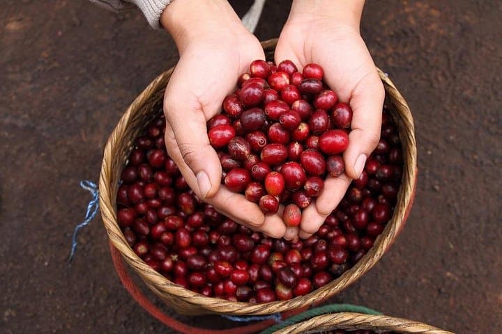 Private Britt Coffee Plantation Tour from San José — Classic Coffee Tasting & Lunch photo 2