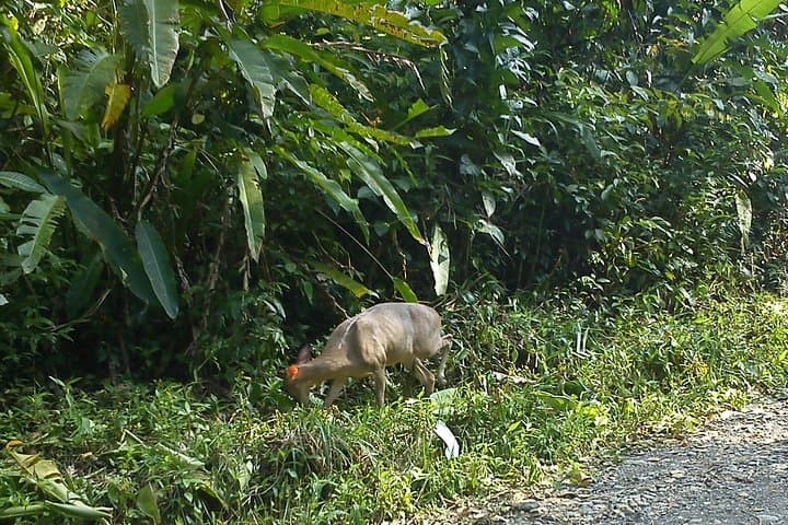 Manuel Antonio to San José Airport Transfer — Comfortable One-Way Ride from Quepos photo 3