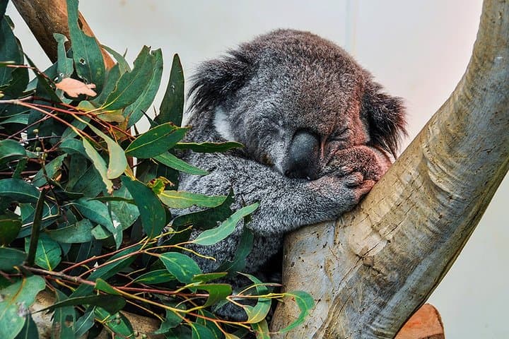 Blue Mountains Highlights: Featherdale Wildlife, Scenic World & Three Sisters Private Day Tour photo 3