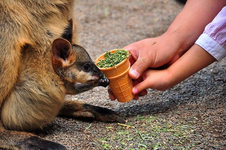 Blue Mountains Highlights: Featherdale Wildlife, Scenic World & Three Sisters Private Day Tour photo 2
