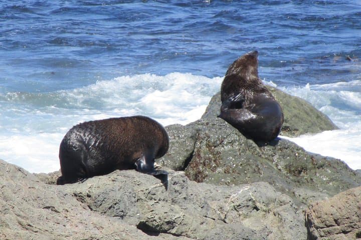 Coastal Drive from Martinborough to Cape Palliser: Wine, Seals & Lighthouse Views photo 4