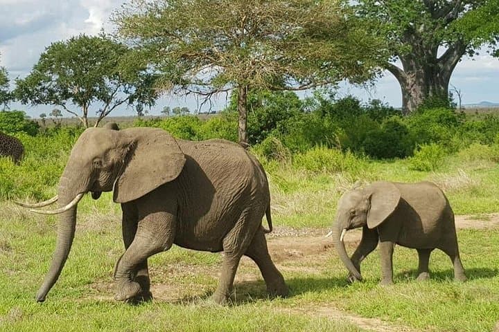 3-Day Mid-Range Safari: Tarangire, Lake Manyara & Ngorongoro Crater photo 2