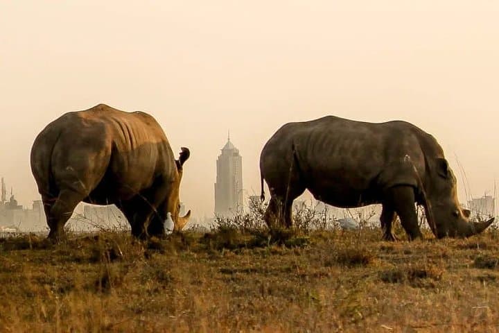 Nairobi National Park Game Drive and Carnivore Restaurant Experience: Wild Encounters Near the City