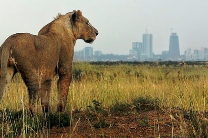 Nairobi National Park Game Drive and Carnivore Restaurant Experience: Wild Encounters Near the City photo 3