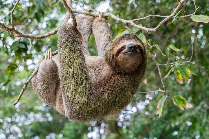 Private Wildlife Rescue Center Tour from San José — Hands-On Costa Rica Animal Experience