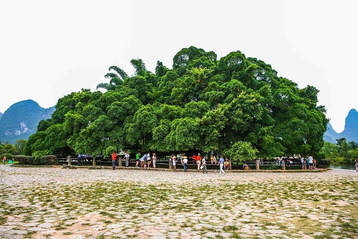 Yangshuo Day Tour: Big Banyan, Moon Hill & Yulong Bamboo Rafting photo 4