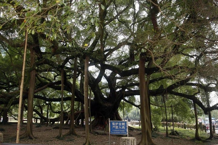 Yangshuo Day Tour: Big Banyan, Moon Hill & Yulong Bamboo Rafting photo 5