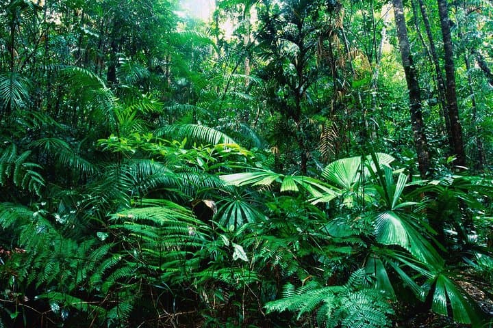 Rain Forest Aerial Tram Private Tour from San Jose — Treetop Tram & Nature Walk photo 4