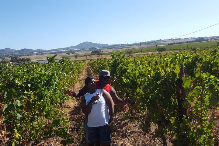 Full-Day Stellenbosch & Franschhoek Wine Tour with Cheese Tasting from Cape Town photo 3