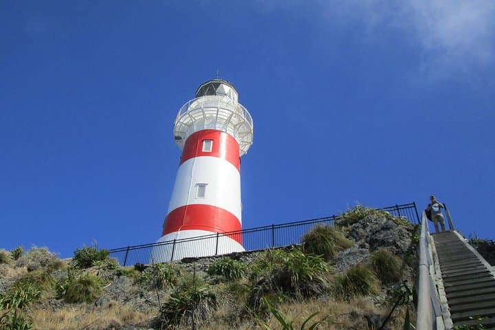 Coastal Drive from Martinborough to Cape Palliser: Wine, Seals & Lighthouse Views
