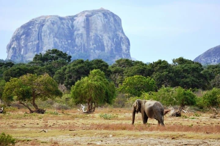 Yala or Udawalawe in a Day: Private Safari from Kalutara