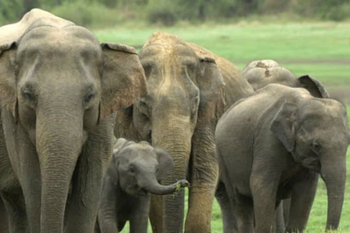 Yala or Udawalawe in a Day: Private Safari from Kalutara photo 2