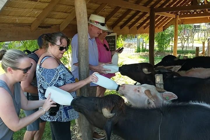 Luang Prabang Full-Day: Buffalo Dairy Farm, Kuang Si Falls & City Temples photo 5