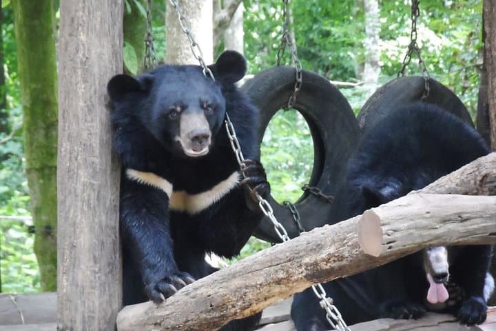 Luang Prabang Full-Day: Buffalo Dairy Farm, Kuang Si Falls & City Temples photo 6