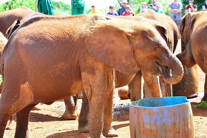 Nairobi David Sheldrick Elephant Orphanage and Giraffe Center Guided Day Tour