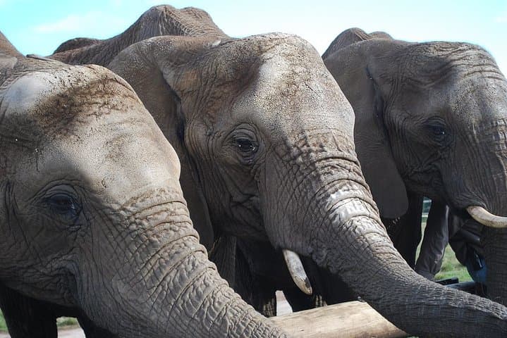 Private Elephant Sanctuary Tour from Pretoria — Close Encounters at Hartbeespoort photo 2