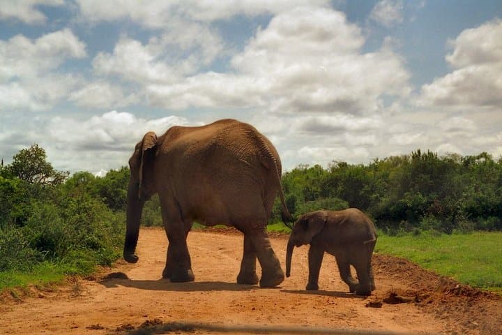 Private Elephant Sanctuary Tour from Pretoria — Close Encounters at Hartbeespoort photo 4