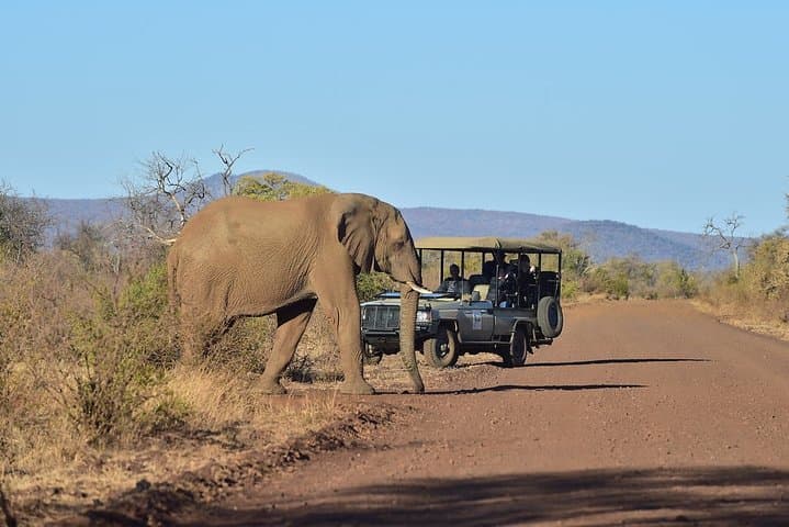 Private Elephant Sanctuary Tour from Pretoria — Close Encounters at Hartbeespoort photo 5