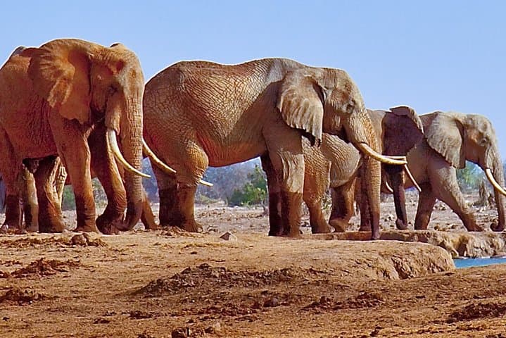 Private Elephant Sanctuary Tour from Pretoria — Close Encounters at Hartbeespoort photo 6