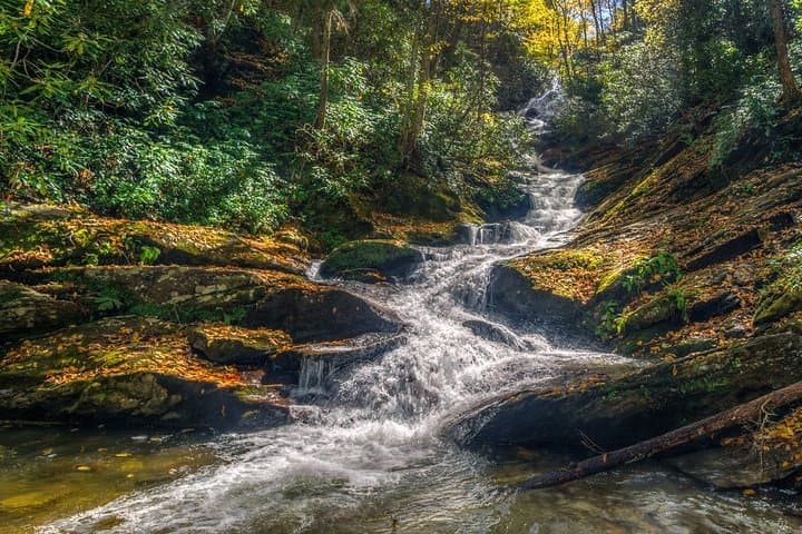 Half-Day Waterfalls Hike from Asheville — Naturalist-Led Trails in Pisgah photo 4