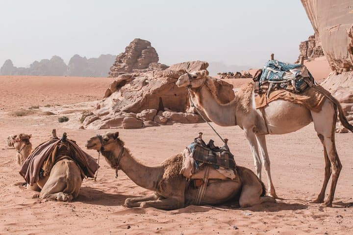 2-Day Jordan Highlights: Petra, Wadi Rum & Dead Sea Tour (Accommodation Included) photo 4