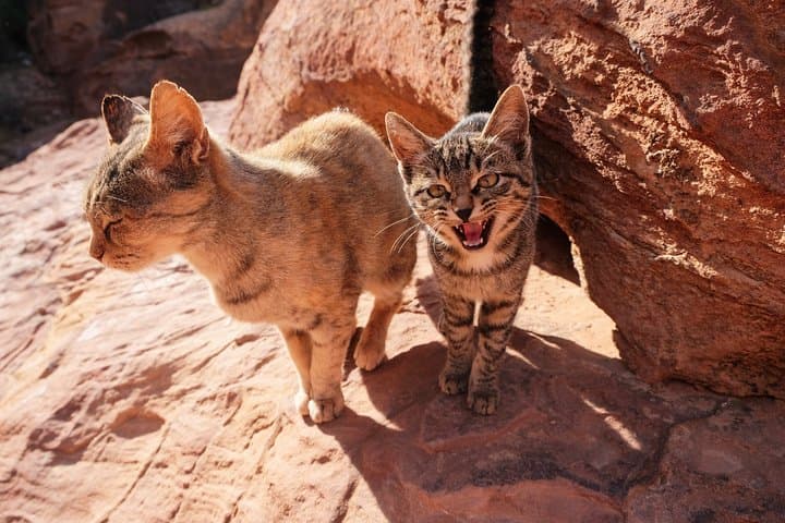Two-Day Petra Tour: Explore Petra & Little Petra with a Local Guide photo 5