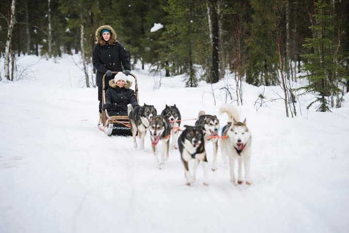 Dogsled Adventure in Kiruna: Icehotel Dog Sled Tours & Swedish Fika photo 6