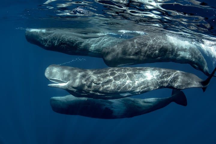 Mirissa Blue Whale Safari — Private Day Trip from Colombo or Negombo photo 3