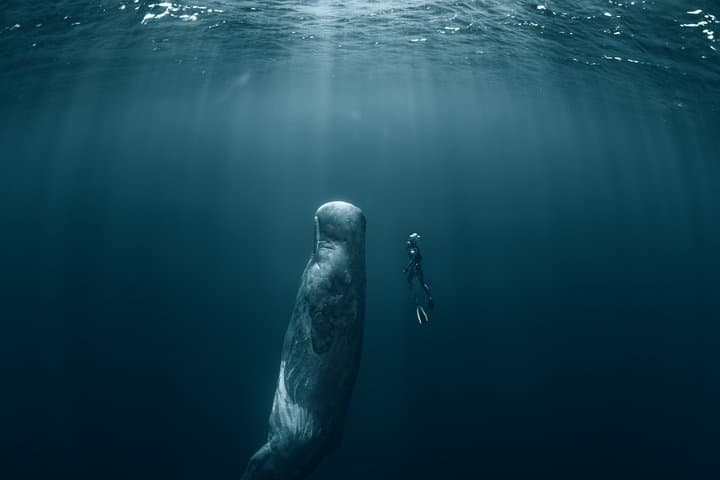 Mirissa Blue Whale Safari — Private Day Trip from Colombo or Negombo photo 4
