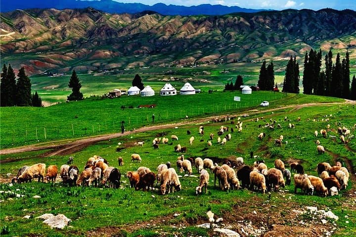 7-Day Ili Tour: Sayram Lake & Naraty Grassland Adventure photo 3
