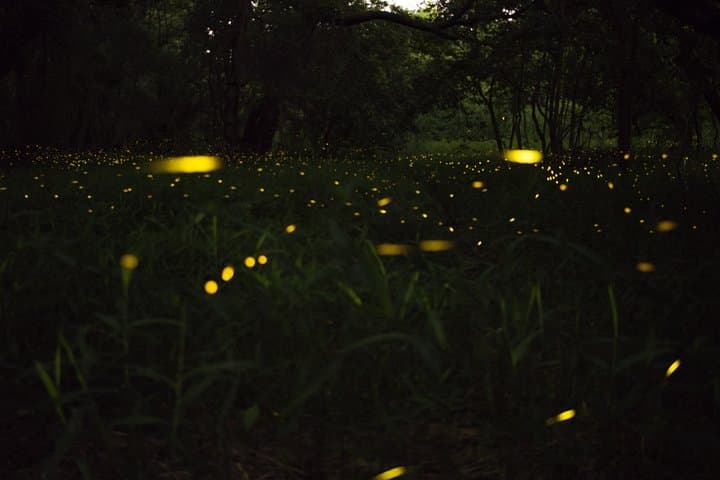 Cherating Fireflies Tour: Evening River Boat Cruise near Kuantan