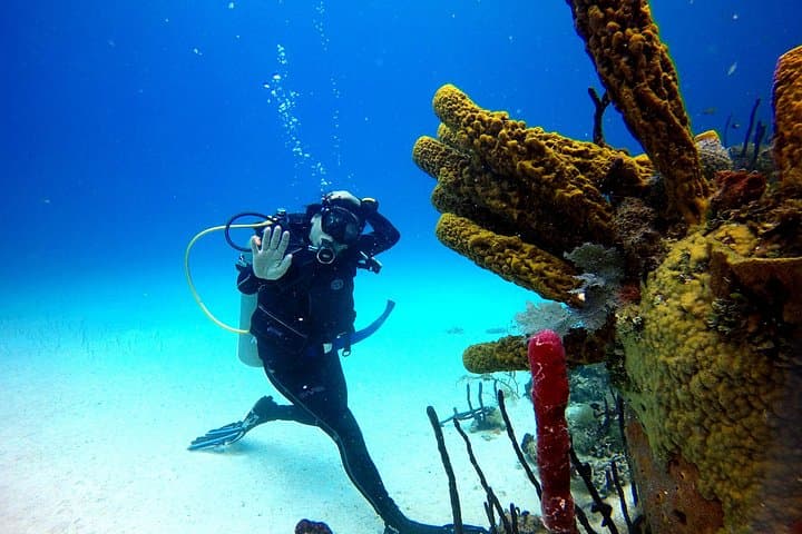 Saona Island Diving: Coral Gardens and Turquoise Seas from Bavaro photo 3