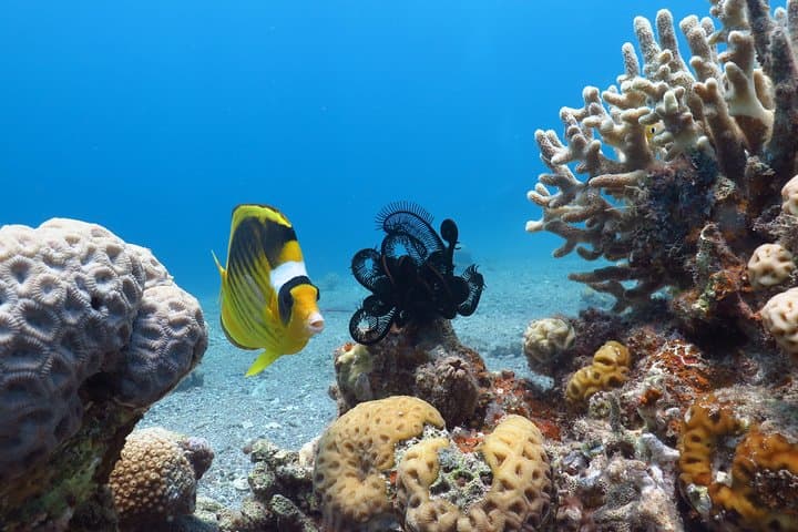 PADI Open Water Diver Course in Eilat — 5-Day Red Sea Certification photo 4