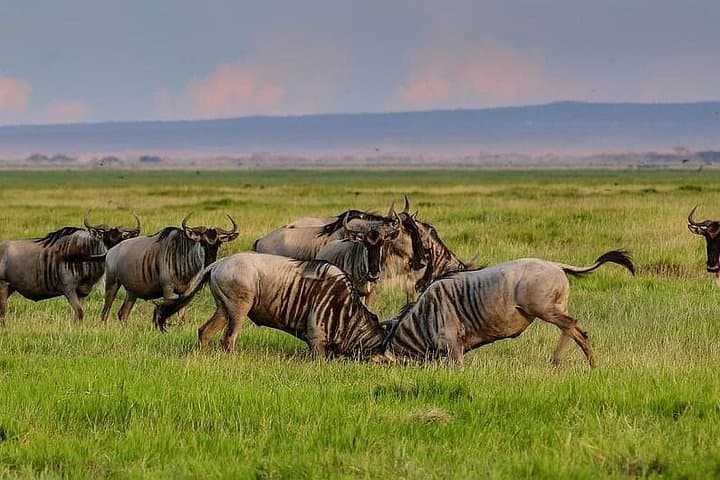 2-Day Northern Circuit Safari: Lake Manyara & Ngorongoro Crater photo 2