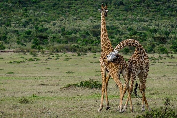 2-Day Northern Circuit Safari: Lake Manyara & Ngorongoro Crater photo 3