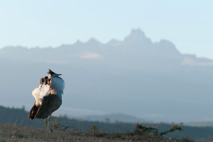 7-Day Amboseli, Naivasha, Nakuru & Masai Mara Safari — Kenya Wildlife and Rift Valley Highlights photo 2