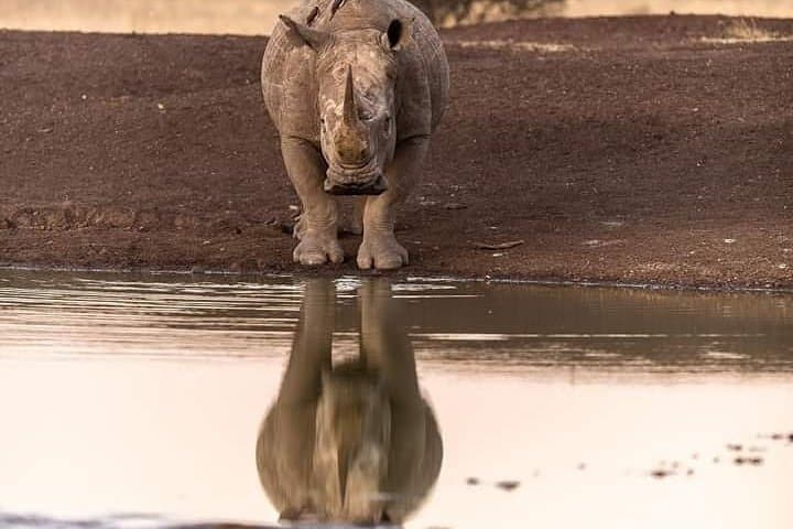 7-Day Amboseli, Naivasha, Nakuru & Masai Mara Safari — Kenya Wildlife and Rift Valley Highlights photo 3