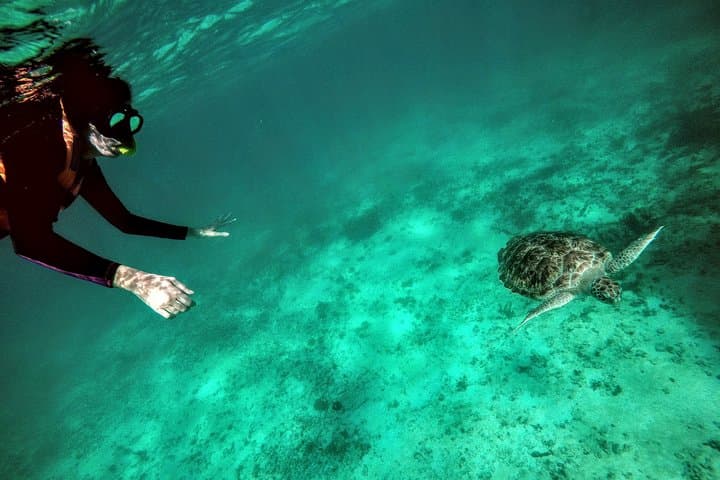 Private Cenote & Akumal Turtle Snorkel — Guided Tour from Tulum