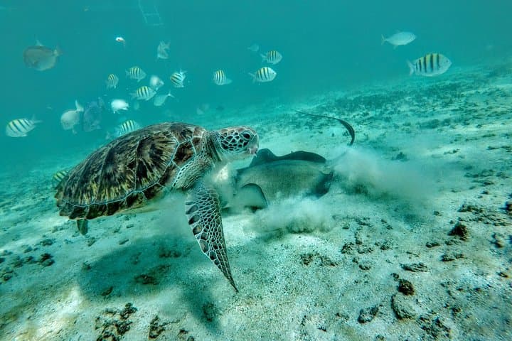 Private Cenote & Akumal Turtle Snorkel — Guided Tour from Tulum photo 2