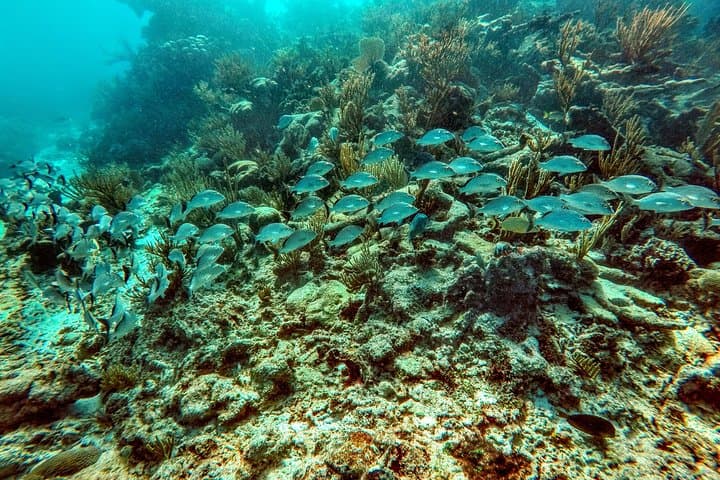 Private Cenote & Akumal Turtle Snorkel — Guided Tour from Tulum photo 4
