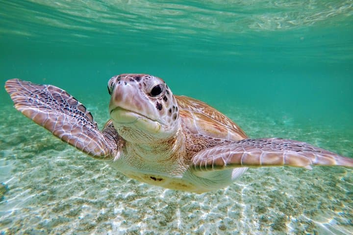 Private Cenote & Akumal Turtle Snorkel — Guided Tour from Tulum photo 5